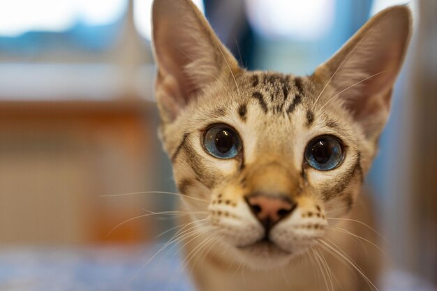 Retrato de un gato doméstico una mezcla de razas bengalíes y orientales