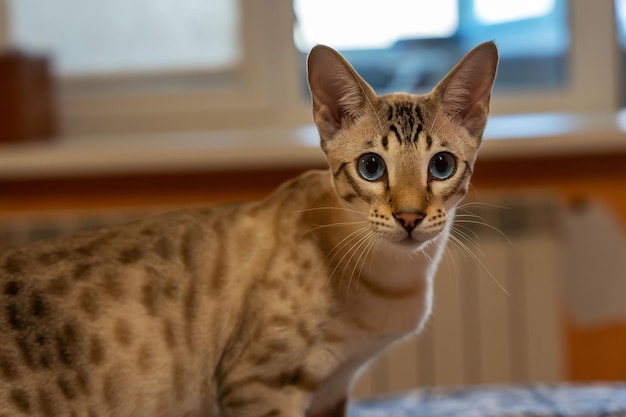 Retrato de un gato doméstico una mezcla de razas bengalíes y orientales