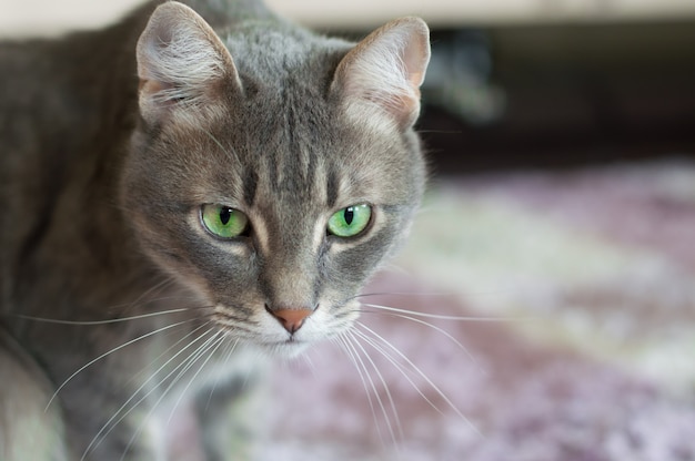 Retrato de un gato doméstico con ojos verdes