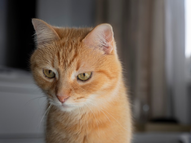 Retrato de un gato doméstico de pelo rojo que mira hacia otro lado de una manera indiferente