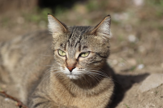 Retrato de un gato doméstico rayado posando en un día soleado al aire libre