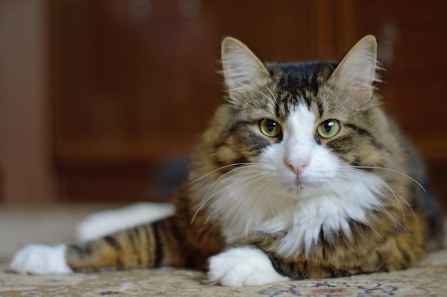 Retrato de un gato doméstico tricolor