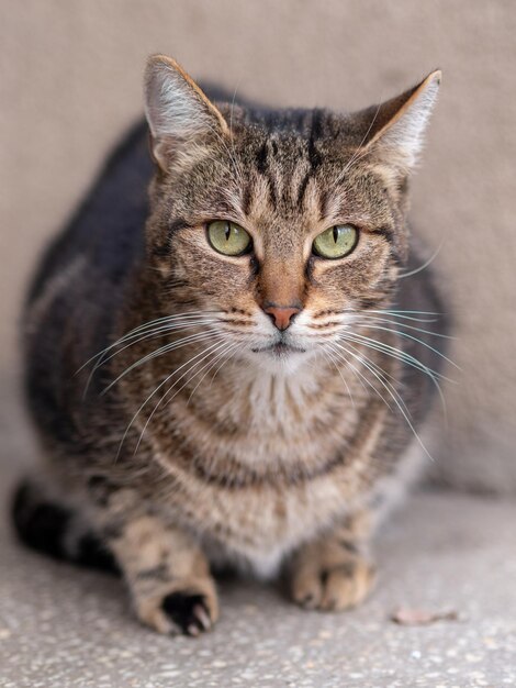 retrato de un gato doméstico