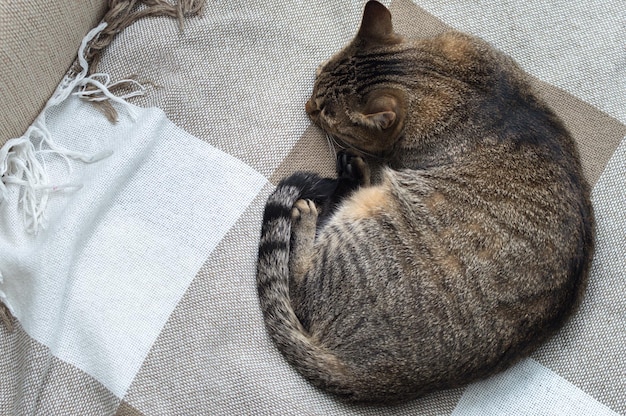 Retrato de un gato dormido en la cama