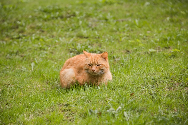 Retrato de gato dormilón de cabeza roja