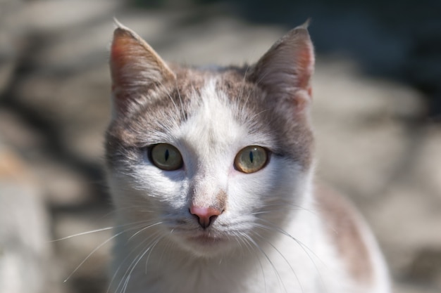 Retrato de gato dulce hogar