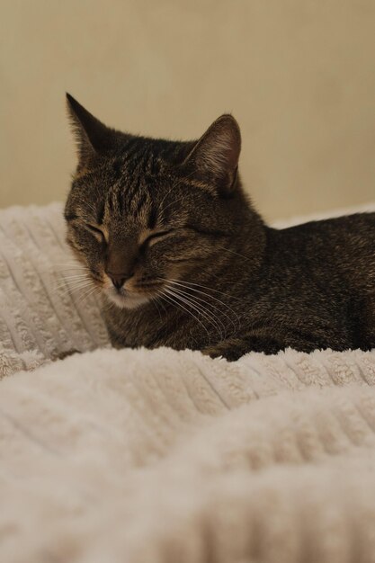 Retrato de un gato durmiendo en la cama Foto vertical