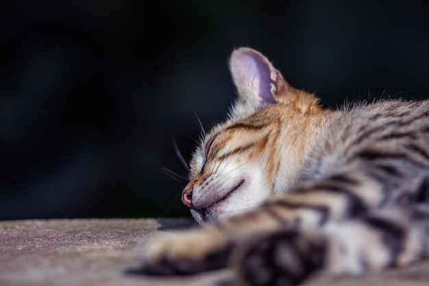 Retrato de un gato durmiendo feliz