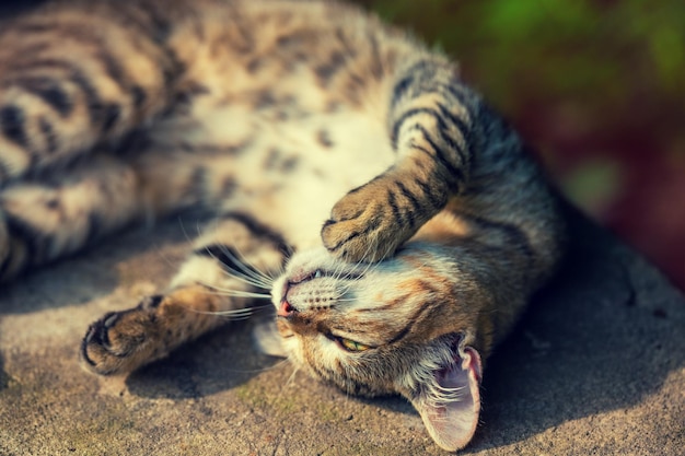 Retrato de un gato durmiendo feliz