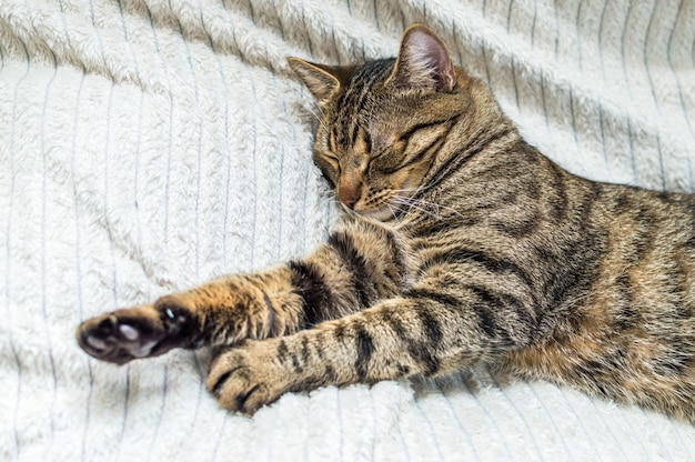 Retrato de un gato durmiendo en el primer plano de la cama.