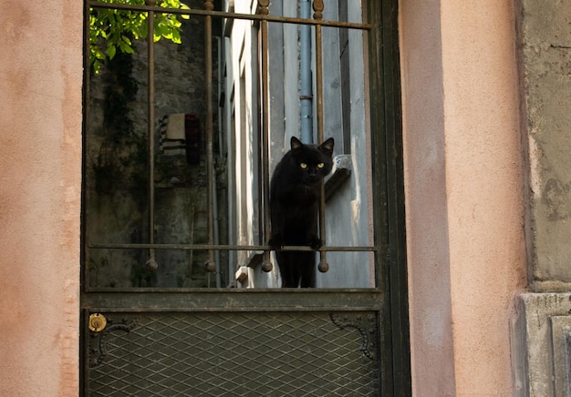 Retrato de un gato encantador como animal doméstico a la vista