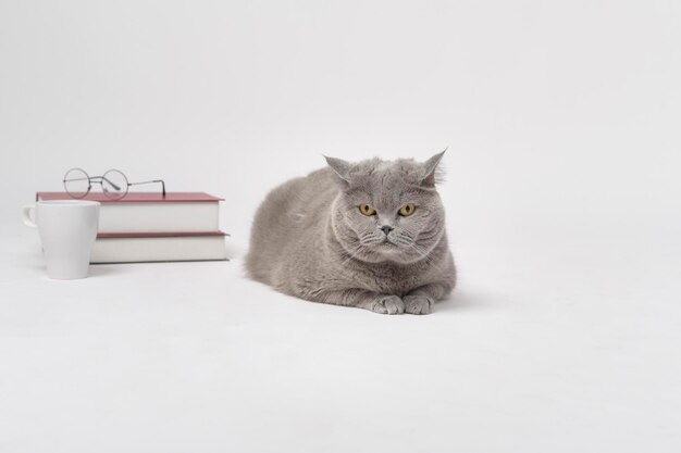 Un retrato de gato encantador fold escocés con texto sobre fondo blanco de estudio Concepto de educación