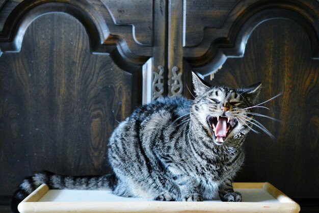 Foto retrato de un gato enojado en la mesa de casa