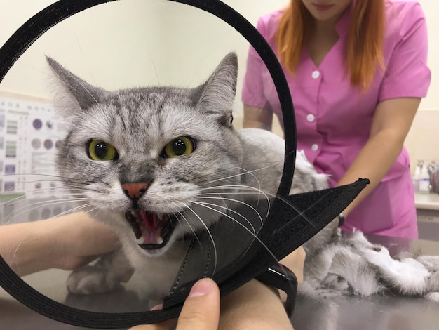 Foto retrato de gato enojado mientras corta el pelo al gato atigrado gris maestro de aseo hace corte de pelo en la oficina veterinaria concepto veterinario de mascotas