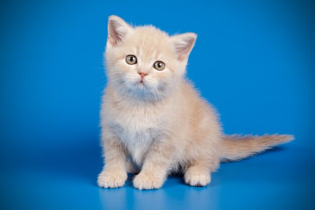 Retrato de un gato escocés de pelo corto recto en la pared de color