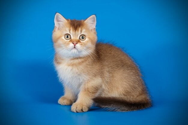 Retrato de un gato escocés de pelo corto recto en la pared de color