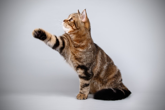 Retrato de un gato escocés de pelo corto recto en la pared de color