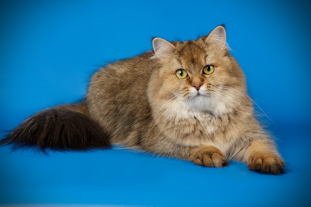 Retrato de un gato escocés de pelo largo recto en la pared de color