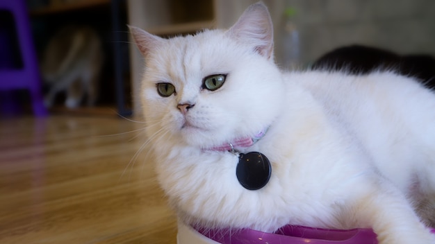 Foto retrato de un gato escocés recto, primer plano