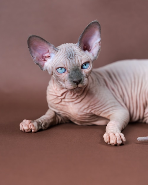 Retrato de un gato esfinge de color blanco con ojos azules ...