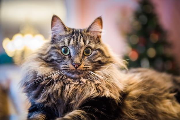 Retrato de un gato esponjoso actuando sorprendido