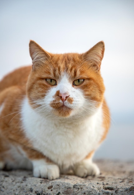 Retrato de gato esponjoso Fondo borroso Vista vertical