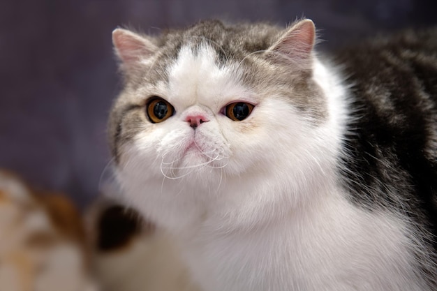 Retrato de un gato exótico de pelo corto.