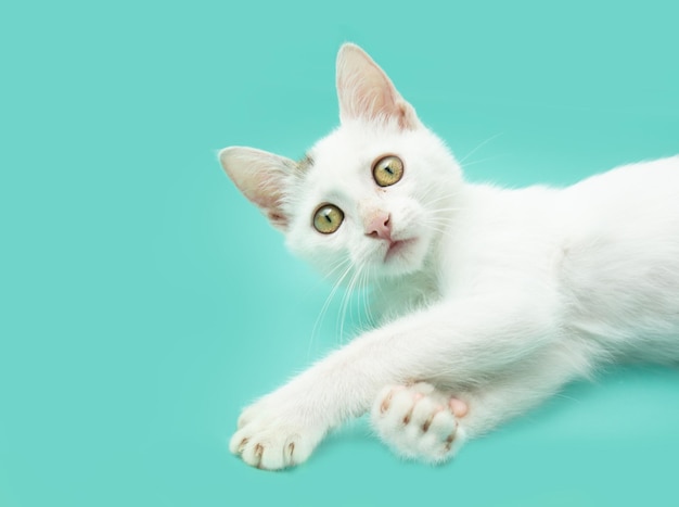 Foto retrato gato gatito juguetón mirando la cámara aislada sobre fondo azul