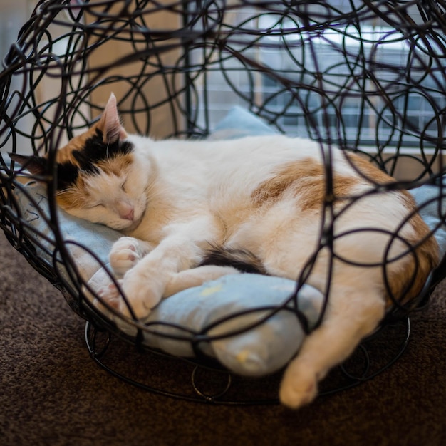 Foto retrato de gato gato doméstico sobre un fondo borroso refugio de gato gato dormido