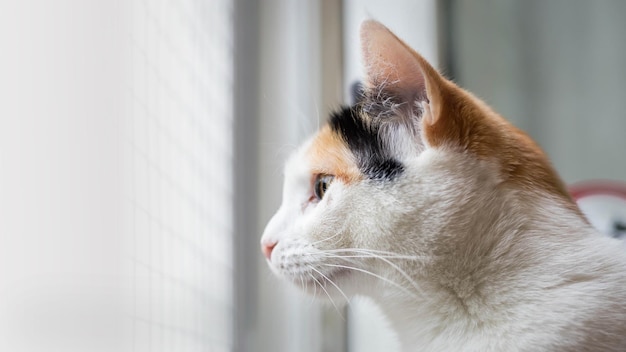 Retrato de gato Gato doméstico sobre un fondo borroso Refugio para gatos