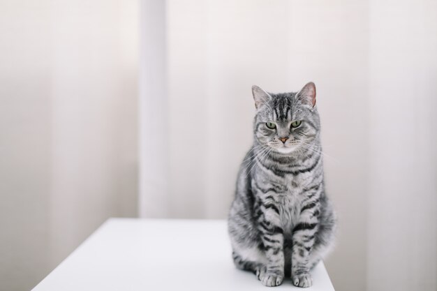 Retrato de gato gracioso en casa