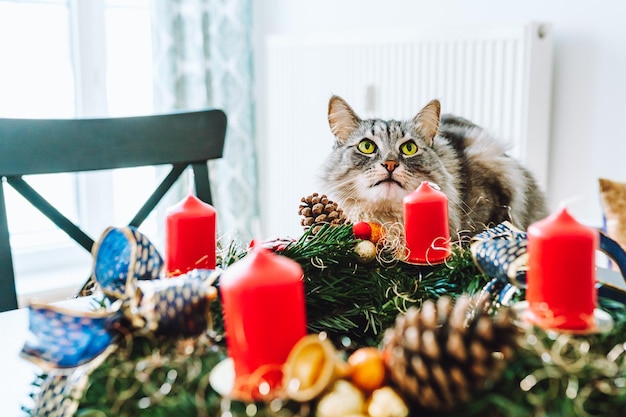 Retrato del gato grande doméstico Maine Coon cerca de la corona de Adviento con velas rojas.