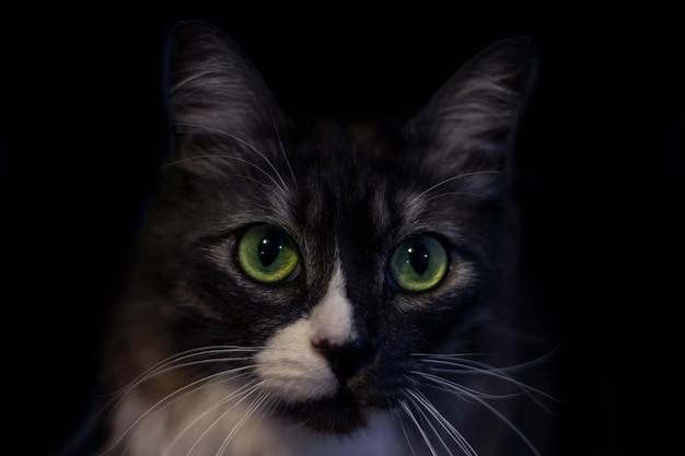 Retrato de un gato con grandes ojos verdes y bigote blanco y esponjoso sobre un fondo negro