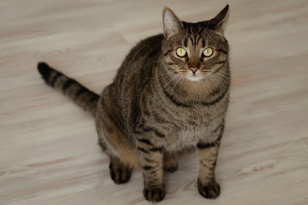 Retrato de un gato con grandes ojos verdes en el interior de una casa Cerrar