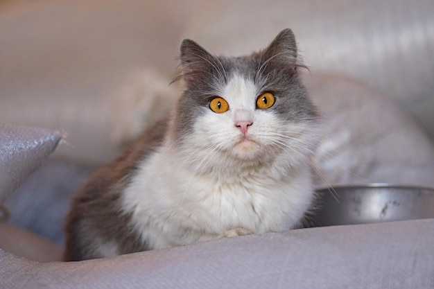 Retrato de un gato en la granja Gato curioso en el pueblo