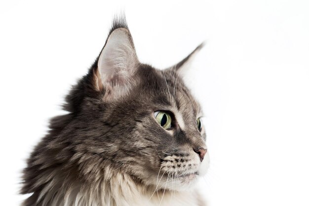 Foto retrato de un gato gris adulto de maine coon