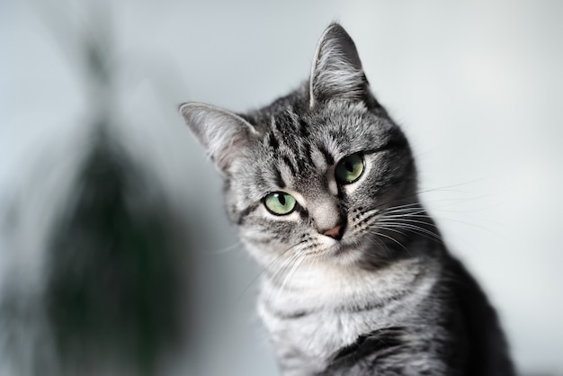 Retrato de gato gris americano de pelo corto con ojos verdes.