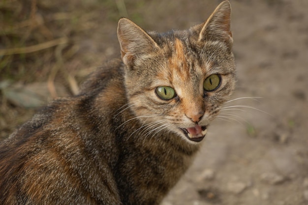 Retrato de un gato gris con la boca abierta