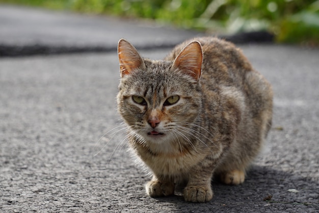 Retrato de gato gris en la calle