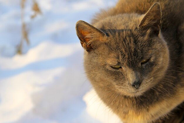 Retrato del gato gris contra la nieve blanca