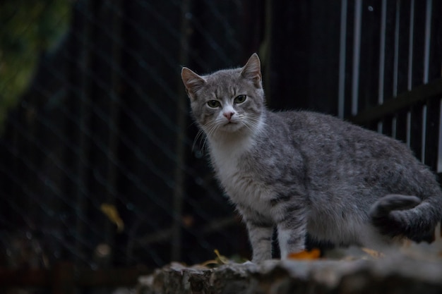 Retrato de un gato gris delante de una valla metálica