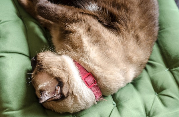 Retrato de gato gris descansando en un sofá