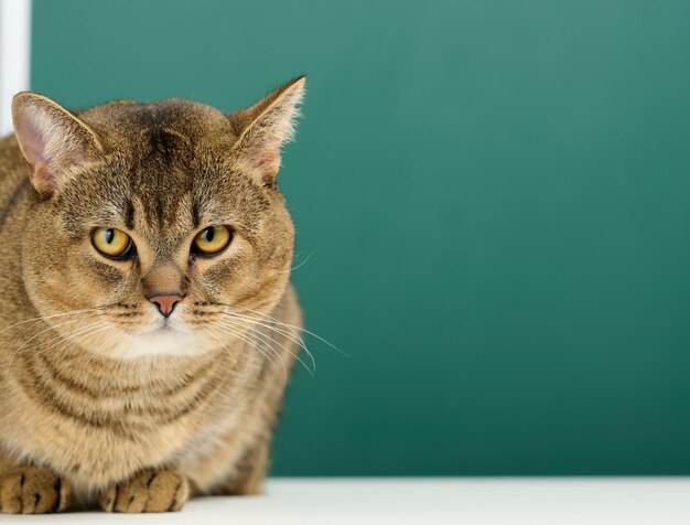 Retrato de un gato gris escocés recto adulto. El animal mira a la cámara, copia espacio.