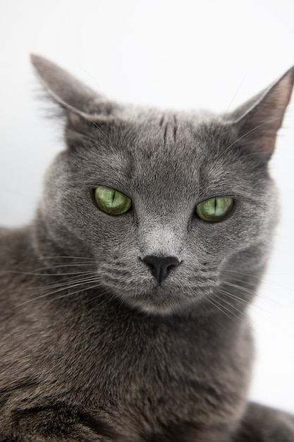 retrato de un gato gris esponjoso