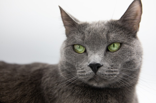 retrato de un gato gris esponjoso