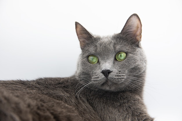 retrato de un gato gris esponjoso