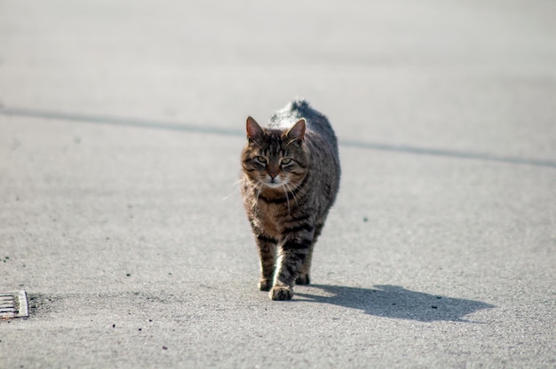 Retrato de un gato gris. gato corriendo por la calle