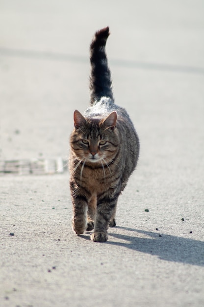 Retrato de un gato gris. gato corriendo por la calle