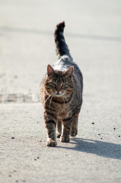 Retrato de un gato gris. gato corriendo por la calle