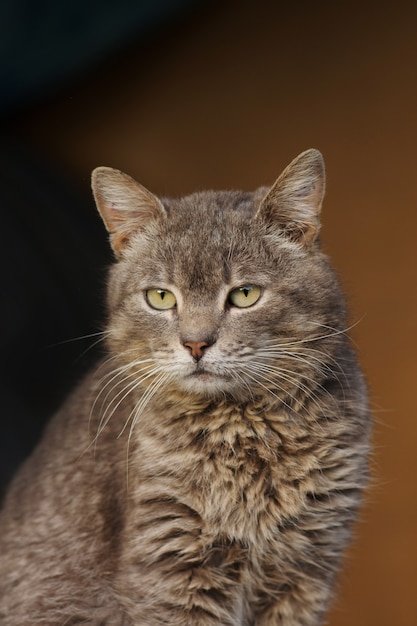 Retrato de gato gris hermoso